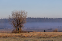 Nature — obft4778 — Bognjen