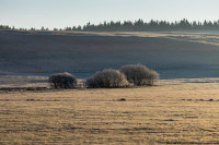 Nature — obft4779 — Bognjen