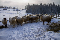 Traces of Winter Silence — img_3593 — Bognjen