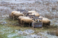 Traces of Winter Silence — img_7943 — Bognjen