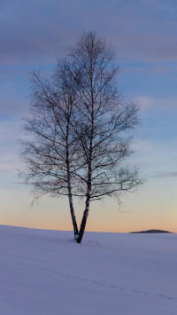 Traces of Winter Silence — img_9073 — Bognjen